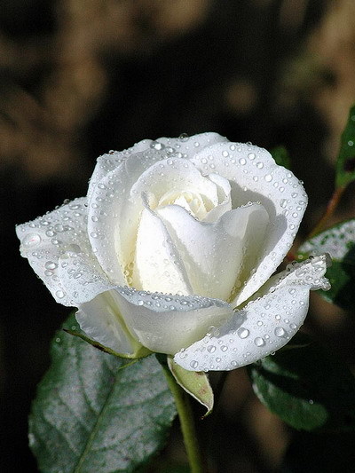 ROSA BRANCA.jpg ROSA BRANCA.jpg